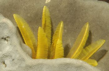 Feather Star taken at "Tables" on the Wildside at Port El... by Francois Du Plessis 